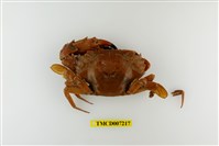 藏品(鈍齒短槳蟹)的圖片